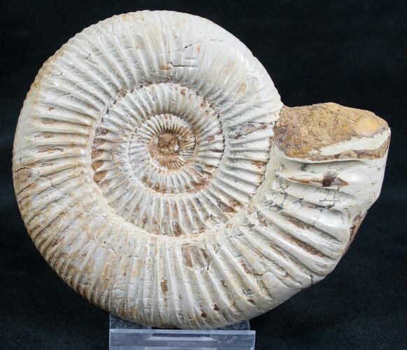 Perisphinctes Ammonite - Jurassic #7364